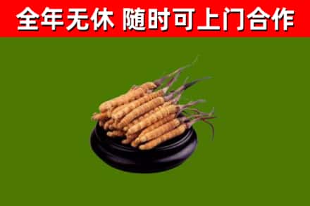 阳泉烟酒回收冬虫夏草.jpg